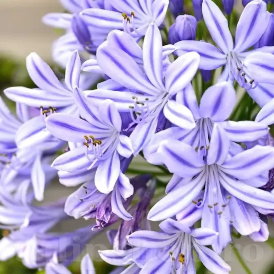 bulbi agapanthus donau