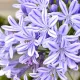 bulbi agapanthus donau
