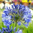 Bulbi Agapanthus Donau (Crin African) bulbi agapanthus donau dunarea albastra 110x110