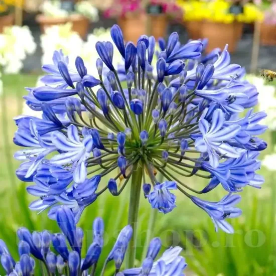 bulbi agapanthus donau dunarea albastra