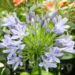 Bulbi Agapanthus Donau (Crin African) bulbi agapanthus donau flori alb albastre 110x110