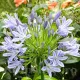 bulbi agapanthus donau flori alb albastre