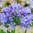 Bulbi Agapanthus Donau (Crin African) bulbi agapanthus donau flori mari 110x110