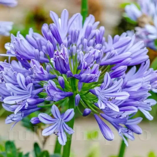 bulbi agapanthus donau flori mari