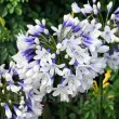 Bulbi Agapanthus Twister (Crin African) bulbi agapanthus twister 110x110