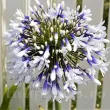 Bulbi Agapanthus Twister (Crin African) bulbi agapanthus twister flori alb mov 110x110