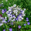 Bulbi Agapanthus Twister (Crin African) bulbi agapanthus twister flori colorate 110x110