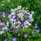 bulbi agapanthus twister flori colorate