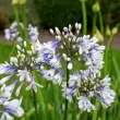 Bulbi Agapanthus Twister (Crin African) bulbi agapanthus twister gradina inflorita 110x110