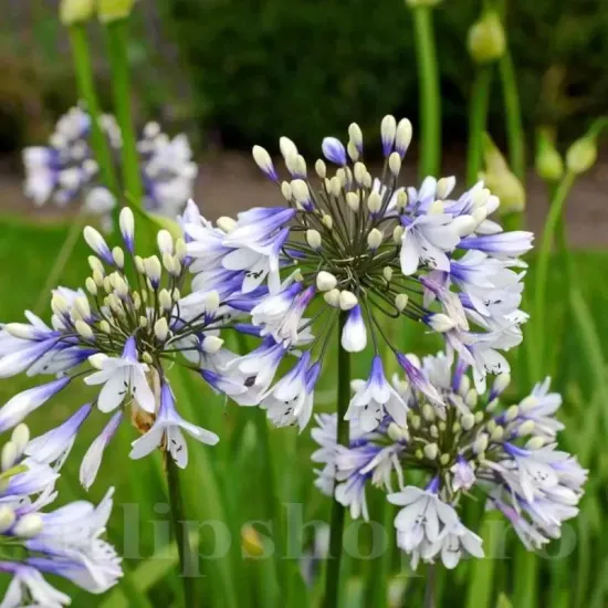bulbi agapanthus twister gradina inflorita