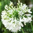 Bulbi Agapanthus White (Crin African) bulbi agapanthus white 110x110