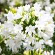 Bulbi Agapanthus White (Crin African) bulbi agapanthus white crin african 110x110