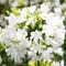 Bulbi Agapanthus White (Crin African)