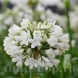 Bulbi Agapanthus White (Crin African) bulbi agapanthus white floare alba 110x110