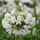 bulbi agapanthus white floare alba