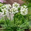 Bulbi Agapanthus White (Crin African) bulbi agapanthus white floare gradina 110x110