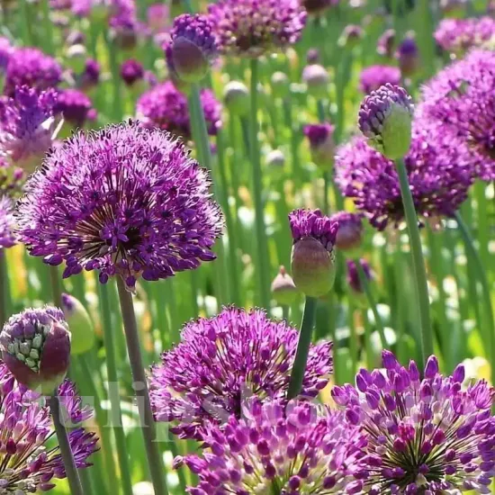 Bulbi Allium Aflatunense (Ceapa decorativa) allium aflatunense bulbi pret online