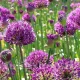Bulbi Allium Aflatunense (Ceapa decorativa) allium aflatunense bulbi pret online