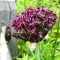 Bulbi Allium Atropurpureum (Ceapa decorativa)