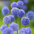 Bulbi Allium Caeruleum (Ceapa decorativa)
