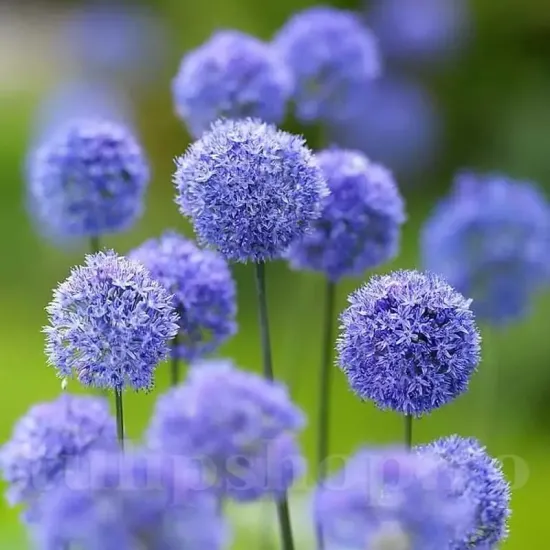 Bulbi Allium Caeruleum (Ceapa decorativa) allium caeruleum bulbi pret online