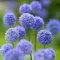 Bulbi Allium Caeruleum (Ceapa decorativa)