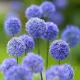 Bulbi Allium Caeruleum (Ceapa decorativa) allium caeruleum bulbi pret online