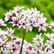 Bulbi Allium Cameleon (Ceapa decorativa) allium cameleon bulbi ornamentali pret 110x110