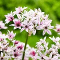 Bulbi Allium Cameleon (Ceapa decorativa)