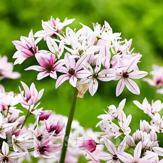 Bulbi Allium Cameleon (Ceapa decorativa) allium cameleon bulbi ornamentali pret
