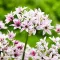Bulbi Allium Cameleon (Ceapa decorativa)