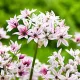 Bulbi Allium Cameleon (Ceapa decorativa) allium cameleon bulbi ornamentali pret