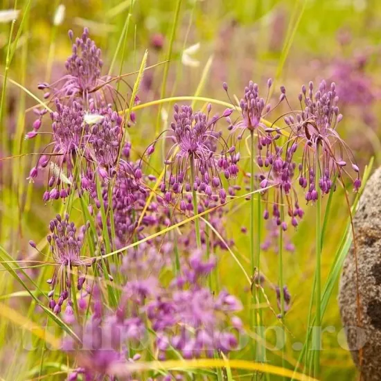 Bulbi Allium Carinatum Pulchellum (Ceapa decorativa) allium carinatum pulchellum flori roz purpurii detaliu