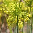 Bulbi Allium Chloranthum Yellow Fantasy (Ceapa decorativa) allium chlorantum yellow fantasy flori galbene detaliu 110x110