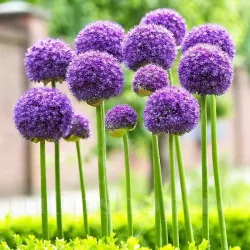 Bulbi Allium Gladiator (Ceapa decorativa)