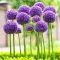 Bulbi Allium Gladiator (Ceapa decorativa)