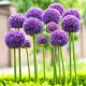allium gladiator bulbi mari pret