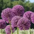 Bulbi Allium Goliath (Ceapa decorativa) allium goliath bulbi flori toamna gradina 110x110