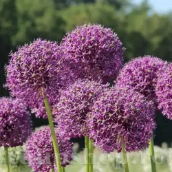 Bulbi Allium Goliath (Ceapa decorativa) Bulbi Allium Goliath (Ceapa decorativa)