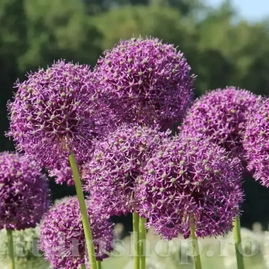 Bulbi Allium Goliath (Ceapa decorativa) allium goliath bulbi flori toamna gradina
