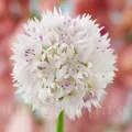 Bulbi Allium Graceful (Ceapa decorativa)