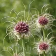 Bulbi Allium Hair (Ceapa decorativa) allium hair bulbi allium ciudat excentric 110x110