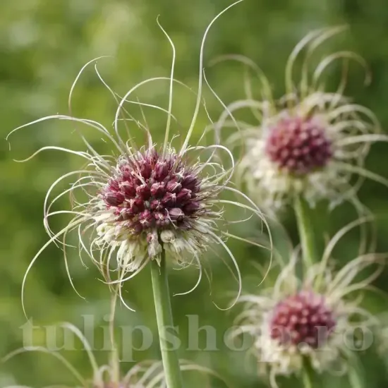 Bulbi Allium Hair (Ceapa decorativa) allium hair bulbi allium ciudat excentric