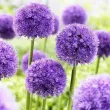 Bulbi Allium His Excellency (Ceapa decorativa) allium his excellency flori violet detaliu 110x110