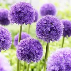Bulbi Allium His Excellency (Ceapa decorativa) Bulbi Allium His Excellency (Ceapa decorativa)