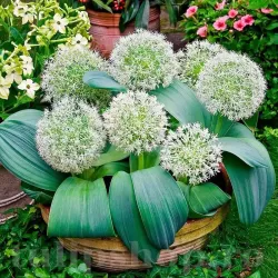 Bulbi Allium Ivory Queen (Ceapa decorativa)