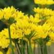 allium moly bulbi naturalizare gradina 110x110