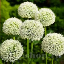 Bulbi Allium Mount Everest