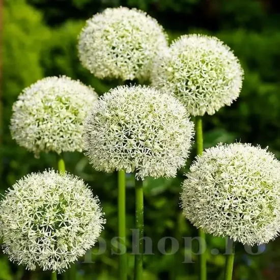 Bulbi Allium Mount Everest allium mount everest bulbi mari gradina