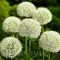 Bulbi Allium Mount Everest